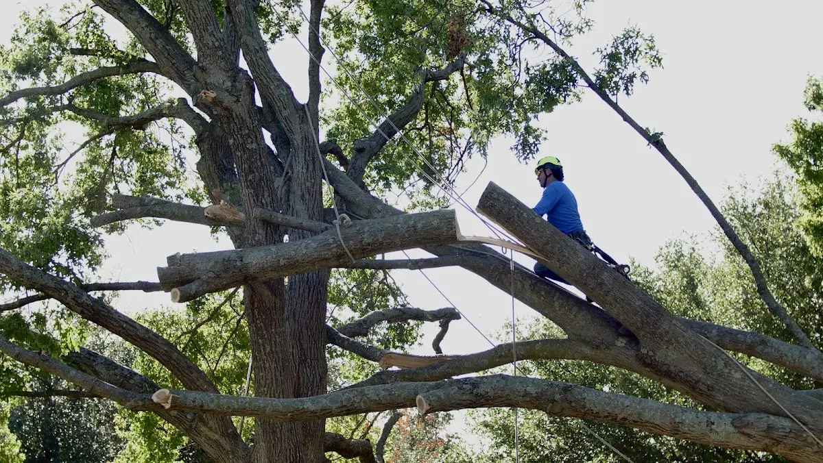 Professional Hazardous Tree Removal performed by certified arborists in Pep