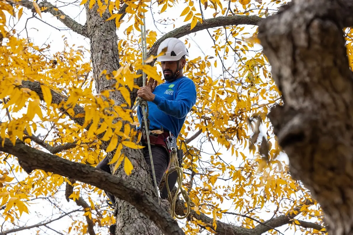 Skilled Tree Transplanting crew working in Pep